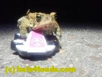 /home//u458753944/public_html/sourcegallery/////////////////////////////Roxborough Toad Detour/2024/2024-04-14/P4141373.JPG